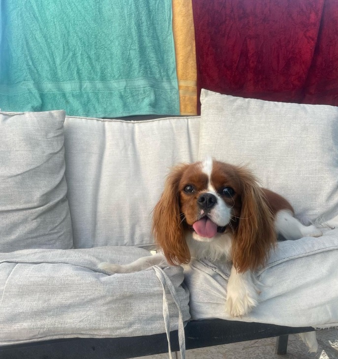 King Charles mascot, a Cavalier King Charles Spaniel wearing a golden crown